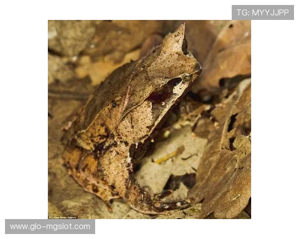 《水池怪物潜伏青蛙捕捉战斗，你能躲避它们的陷阱吗》